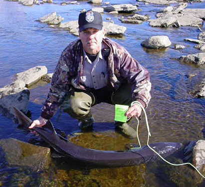 Law enforcement officer showing an illegally harvested lake sturgeon and a harvest tag